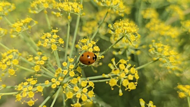 Ladybird Beetle on The Cumin Flowers