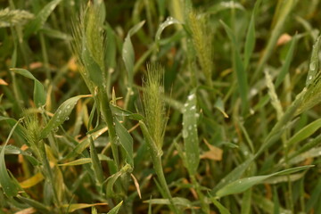 Drops of water after rain on green grass