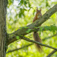 Cute squirrel sitting on thick tree branch, blurred green background