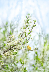 Spring floral background. butterfly on white cherry flowering tree outdoor, abstract natural backdrop. spring season concept.