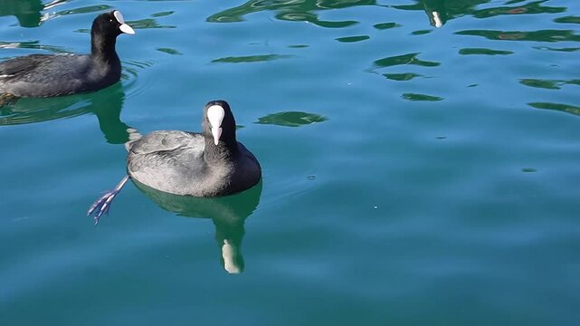 canada goose swimming