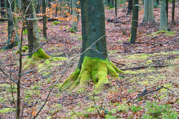 Tree trunk with moss-covered roots in the forest. Nature, moisture and growth