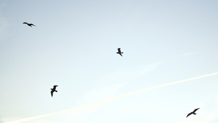 Seagulls glide gracefully through the clear sky, accompanied by gentle clouds.