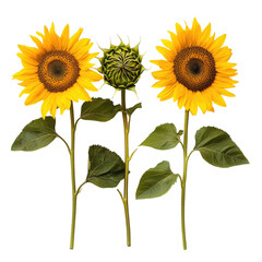 Natural Sunflower Trio on transparent background