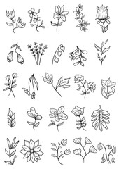 set of floral sketch