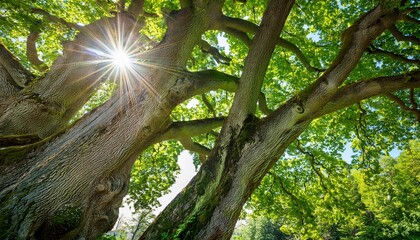Obraz premium the sun is shining through the green leaves of a mighty platanus tree
