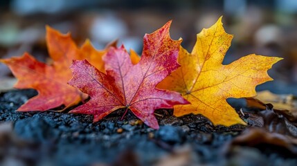 Autumn's palette maple leaves in vibrant reds, oranges, & yellows on rough ground
