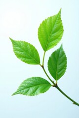 Obraz premium Single isolated branch with green leaves against snowy white, branch, , leaf