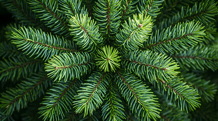 Close up of vibrant green pine branches creating a natural pattern