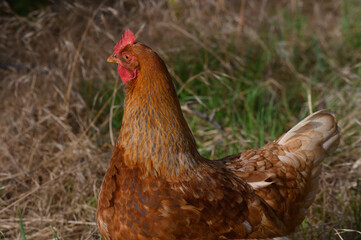 Vibrant hen exploring a sunlit meadow in a serene countryside setting during a warm afternoon