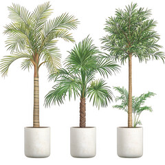 Obraz premium Three elegant palm trees in a decorative pot on a transparent background ideal for tropical decor and green living