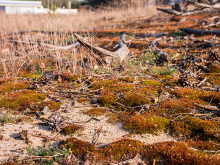 Close-up of sandy forest floor with moss, pine cones, and dry branches near Kúty, Záhorie region, Slovakia. A detailed view of this unique inland dune ecosystem.
