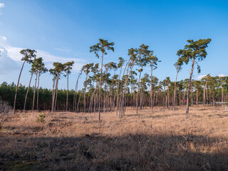 Fototapeta premium Pine forest near highways by the village of Kúty in the Záhorie region, Slovakia, with tall wind-bent trees and dry grass in early spring.
