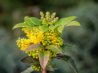 Close-up of a blooming Oregon grape (Mahonia aquifolium) with vibrant yellow flowers and glossy green leaves in a spring garden.
