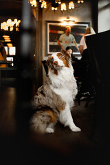 Australian Shepherd big dog with blue eyes in the restaurant with dark british interior begging, waiting, wanting something from owner