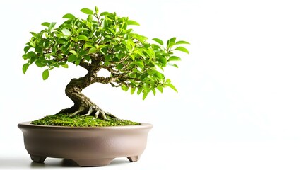 A bonsai tree in a pot with lush green leaves and a gnarled trunk, set against a white background. Concept Bonsai Tree Aesthetics, Lush Green Foliage, Gnarled Trunk Details, Minimalist Background