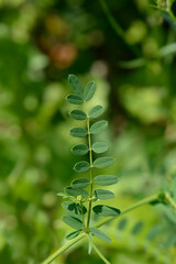 Purple crown vetch leaves