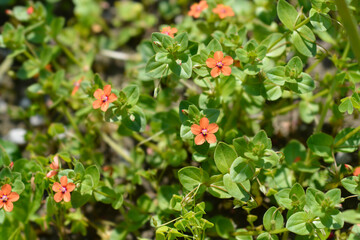 Scarlet pimpernel flowers