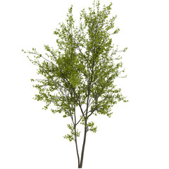 tree isolated on transparent background