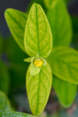 St. Johns Wort Magical Beauty flower bud