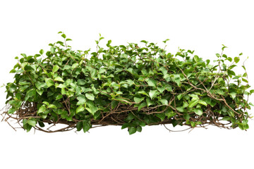Obraz premium A Lush Green Plant Border