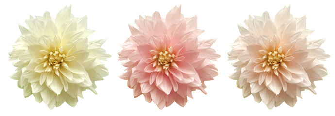 pastel dahlia flowers isolated on transparent background for wedding and floral design background, white, light pink dahlia flowers