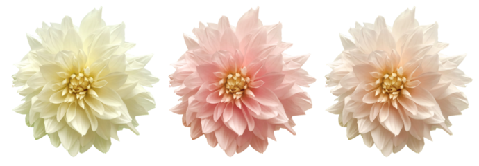 pastel dahlia flowers isolated on transparent background for wedding and floral design background, white, light pink dahlia flowers
