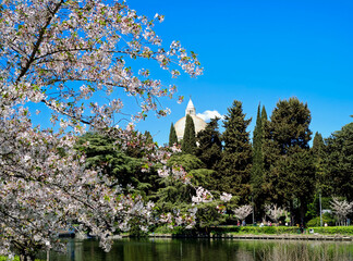 View of the spring flowering of Japanese cherry trees, called Hanami, in the park of the EUR artificial lake, Rome city in Lazio region, Italy