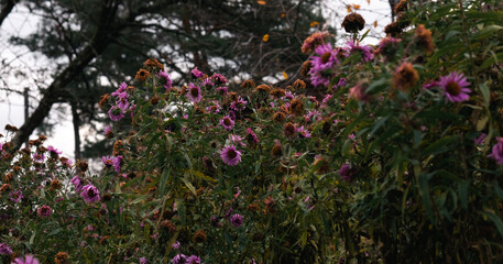faded violet autumn garden flowers with the house in the background