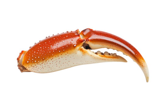 Closeup of a Crab Claw - Exquisite Seafood Detail