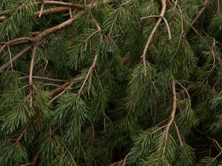 christmas tree pine green branch close up