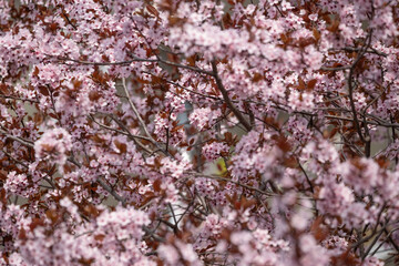 Blooming cherry plum tree with pink flowers in spring garden