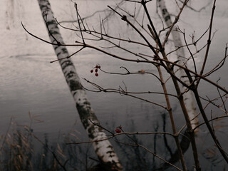 Fototapeta premium autumn red berry on a faded tree with birch in a lake on the backgroung