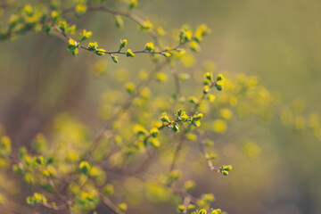 New buds awaken on a serene spring morning in a tranquil garden filled with soft sunlight and gentle breezes