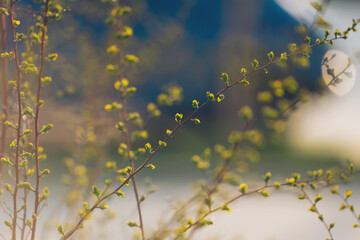 Delicate green buds awaken in the gentle warmth of spring, a sign of new beginnings in a serene garden setting at dawn.