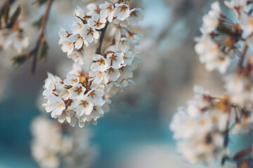 Blossoming cherry trees adorn a tranquil spring morning with delicate white flowers creating an enchanting and serene atmosphere in the garden.