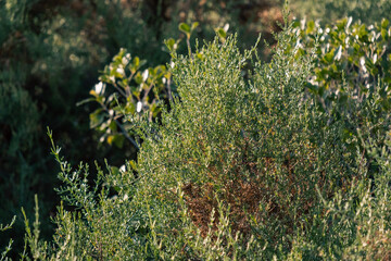 Lush greenery and sunlit foliage in a vibrant natural environment
