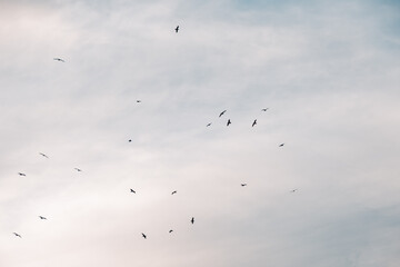 Tranquil sky with flock of birds gliding through soft clouds at dusk
