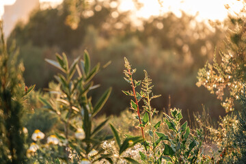 Golden hour at sunrise in serene nature with lush greenery and sunlit landscape