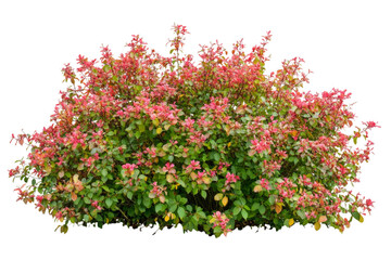 Stunning Pink and Green Bush in Full Bloom