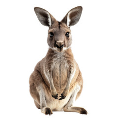 Fototapeta premium A Kangaroo Isolated on transparent background, png