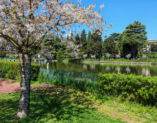 View of the spring flowering of Japanese cherry trees, called Hanami, in the park of the EUR artificial lake, Rome city in Lazio region, Italy