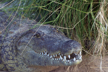 Nile crocodile (Crocodylus niloticus), portrait of a large crocodile in its natural habitat.