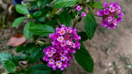 Close-up of vibrant purple Lantana flowers in a garden setting.