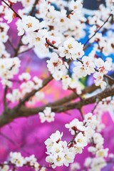 Cherry blossom tree with delicate white flowers set against vibrant pink pastel background. Springtime floral theme, pastel, colorful. Posters, wallpapers, spring visuals, floral design.