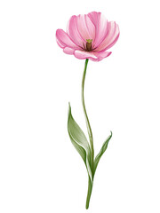 Fototapeta premium Tulip flower. Watercolor pink flower, hand drawing, botanical painting, floral design