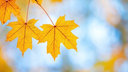 Fototapeta premium Vibrant yellow maple leaves against a soft, blurred background, capturing the essence of autumn's beauty and tranquility.