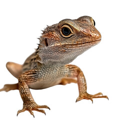 Obraz premium A Lizard Isolated on transparent background, png