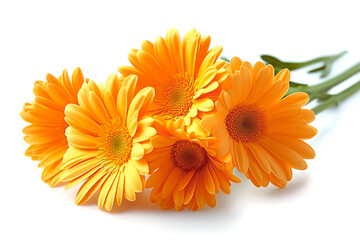 Vibrant orange gerbera daisies in stunning macro detail with symmetrical arrangement against a clean white background