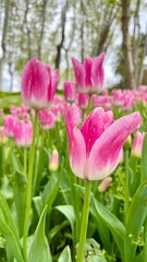 Vertical photo of a flower bed with pink tulips in full bloom. Ideal for floral, botanical, garden, spring, and nature themes.